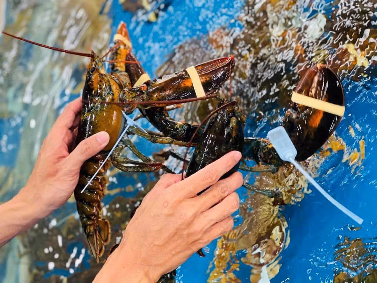 Tom hum Alaska tuoi song giam con gan 400 nghin/con-Hinh-2