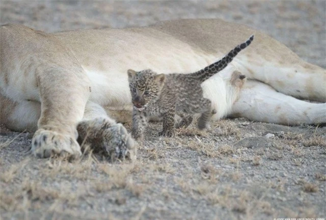 Su tu cuu mang, cham soc bao hoa mai khong khac con de-Hinh-2