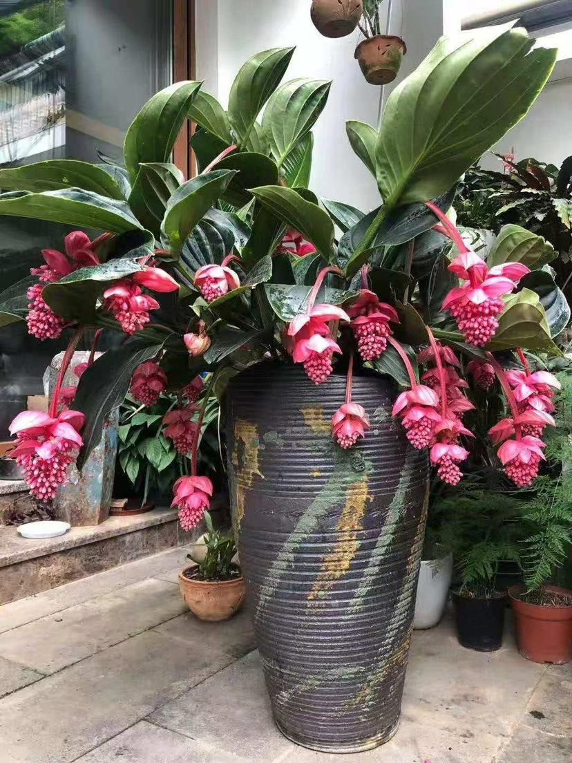 Cây có thân dày, lá dày và to, gân lá xanh tươi và rõ ràng, tràn đầy sức sống. Màu sắc của hoa tinh tế và đẹp mắt, phổ biến là: đỏ hồng và hồng. Các lớp nụ trông như được phủ đầy ngọc trai, đá quý, lấp lánh ánh sao.