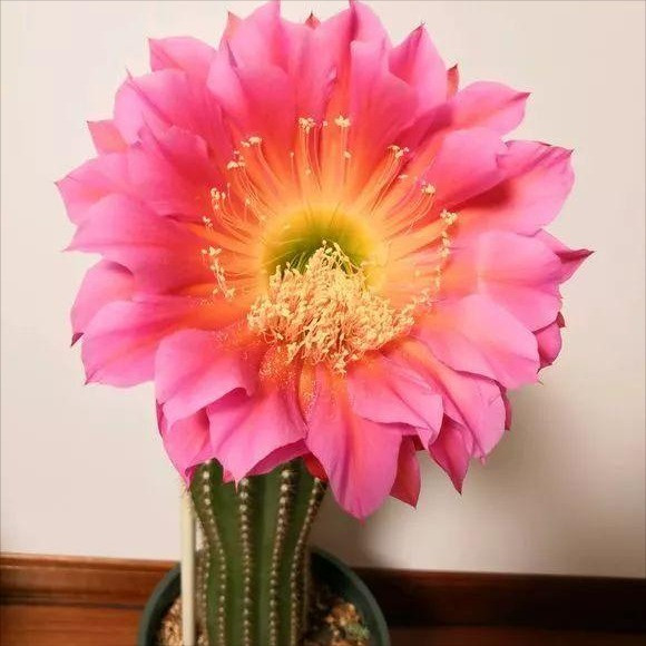5. Xương rồng Echinopsis: Xương rồng Echinopsis thuộc họ Cactaceae, một loại cây bụi thường xanh có thân và lá dày, nở hoa giống hoa sen. Loài xương rồng này có nhiều loại, hoa to và đẹp, hoa nhiều màu sắc, thường có màu đỏ tươi, cam, hồng đậm, hồng nhạt, vàng và trắng.