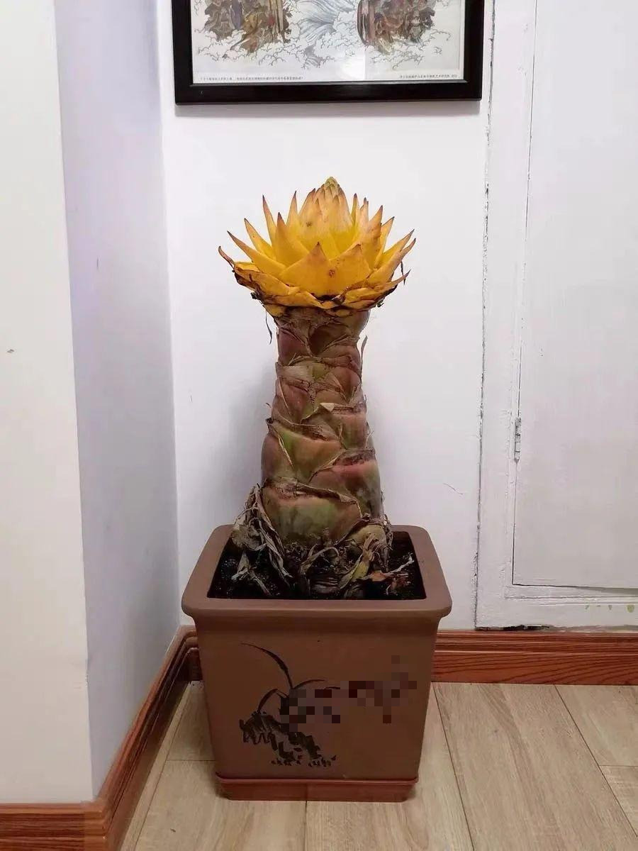 Đây là cây cảnh được một số người săn lùng bày vào dịp Tết trong vài năm gần đây với mong muốn đem tài lộc vào nhà.