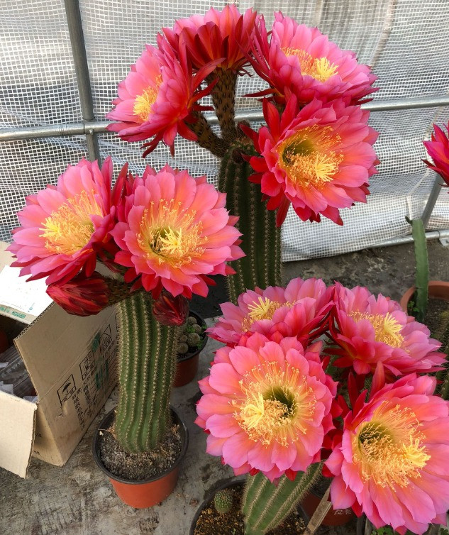 Những cánh hoa mỏng tòa rộng ra xung quanh, khoe nhị hoa mỏng manh. Dưới ánh nắng, chúng tỏa ra ánh sáng tao nhã và lộng lẫy.