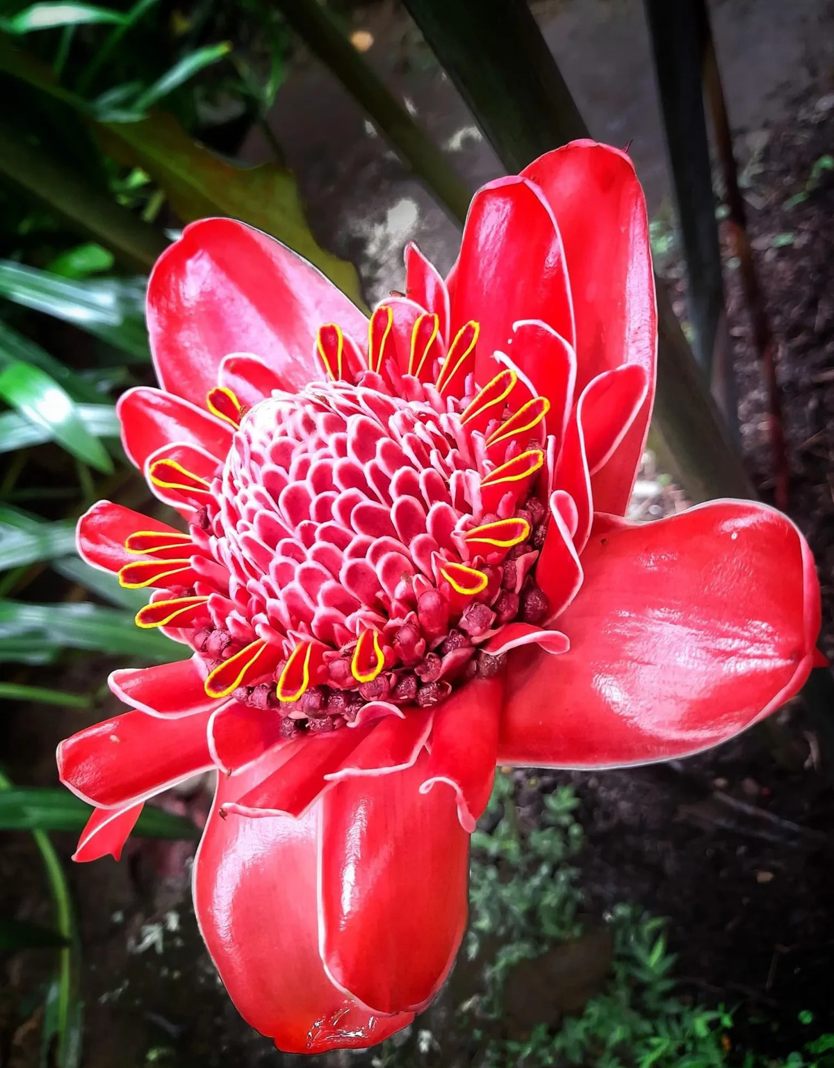 3. Sen đa lộc: Sen đa lộc (Etlingera elatior) là cây cảnh họ Gừng. Cây cảnh này còn nhiều tên gọi khác như sen đất, đa lộc, gừng tàu, vạn phúc. Cây cảnh này là giống hoa mới, có xuất xứ từ Thái Lan, Indonesia.