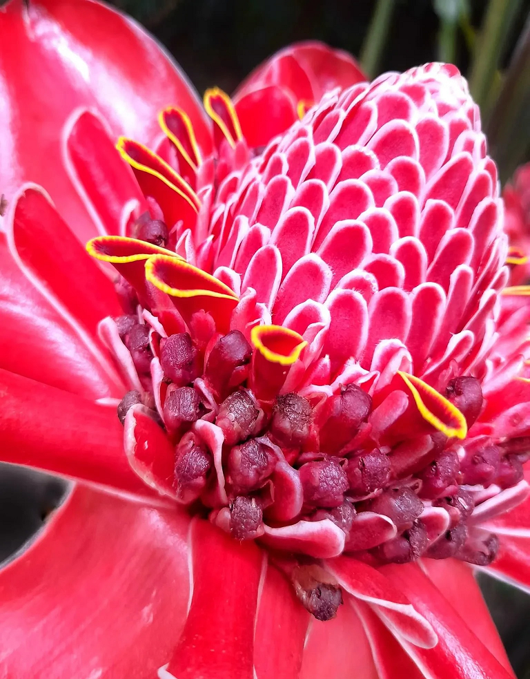 Nhiều người cho rằng sen đa lộc có thể giúp chủ nhân có được nhiều sự may mắn về tiền bạc trong cuộc sống, đồng thời mang đến những ảnh hưởng tích cực đến sức khỏe và tinh thần.