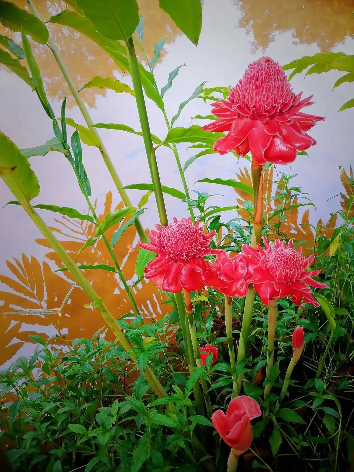 Cây cảnh này có khí chất cao quý giống như hoa đế vương. Lá bắc của nó dày và lớn, giống như sứ nung với một lớp men sáng trên bề mặt. Những bông hoa hình ống được bọc trong nhiều lớp lá bắc khiến cho cả bông hoa rất lớn và sang trọng. Ngoài màu đỏ, sen đa lộc còn có màu hồng và trắng. Chúng lộng lẫy và đầy mê hoặc nhưng vẫn trang nghiêm. 