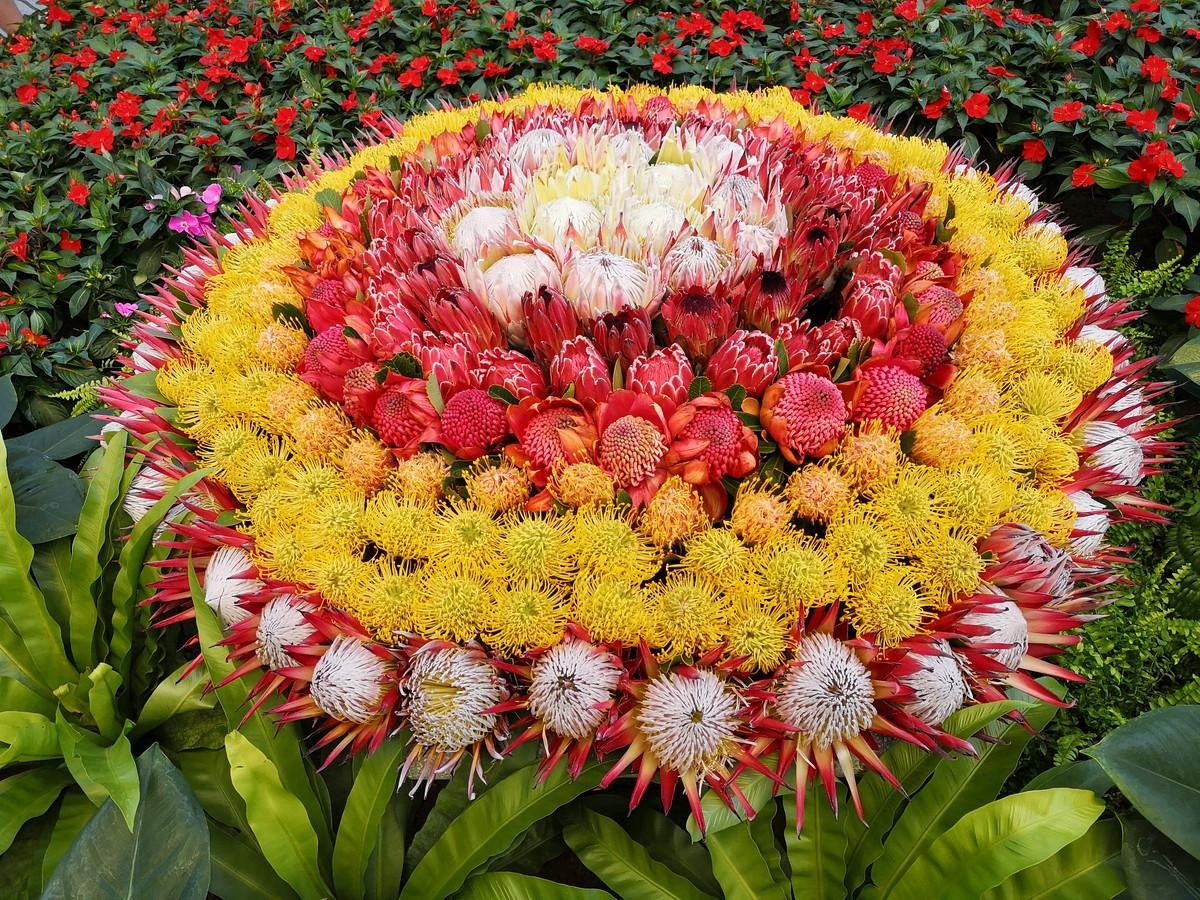2. Đế vương: Hoa đế vương (Protea cynaroides hay King Protea) là quốc hoa của Nam Phi. Hoa của nó cũng giống như tên gọi, mang dáng vẻ rất vương giả, sang chảnh. Cây cảnh này khi nở hoa có thể kéo dài nửa năm. Thời gian ra hoa rất dài và màu sắc hoa cũng rất tươi sáng.