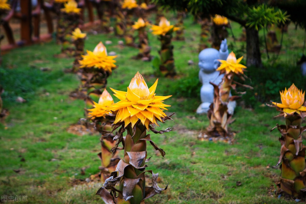 Cây chuối tài lộc cao xấp xỉ 1.5m cả lá, hoa nở sau khi cây trưởng thành, đặc biệt thời gian hoa nở kéo dài 6 - 7 tháng, hoa có hạt có thể ươm gieo.