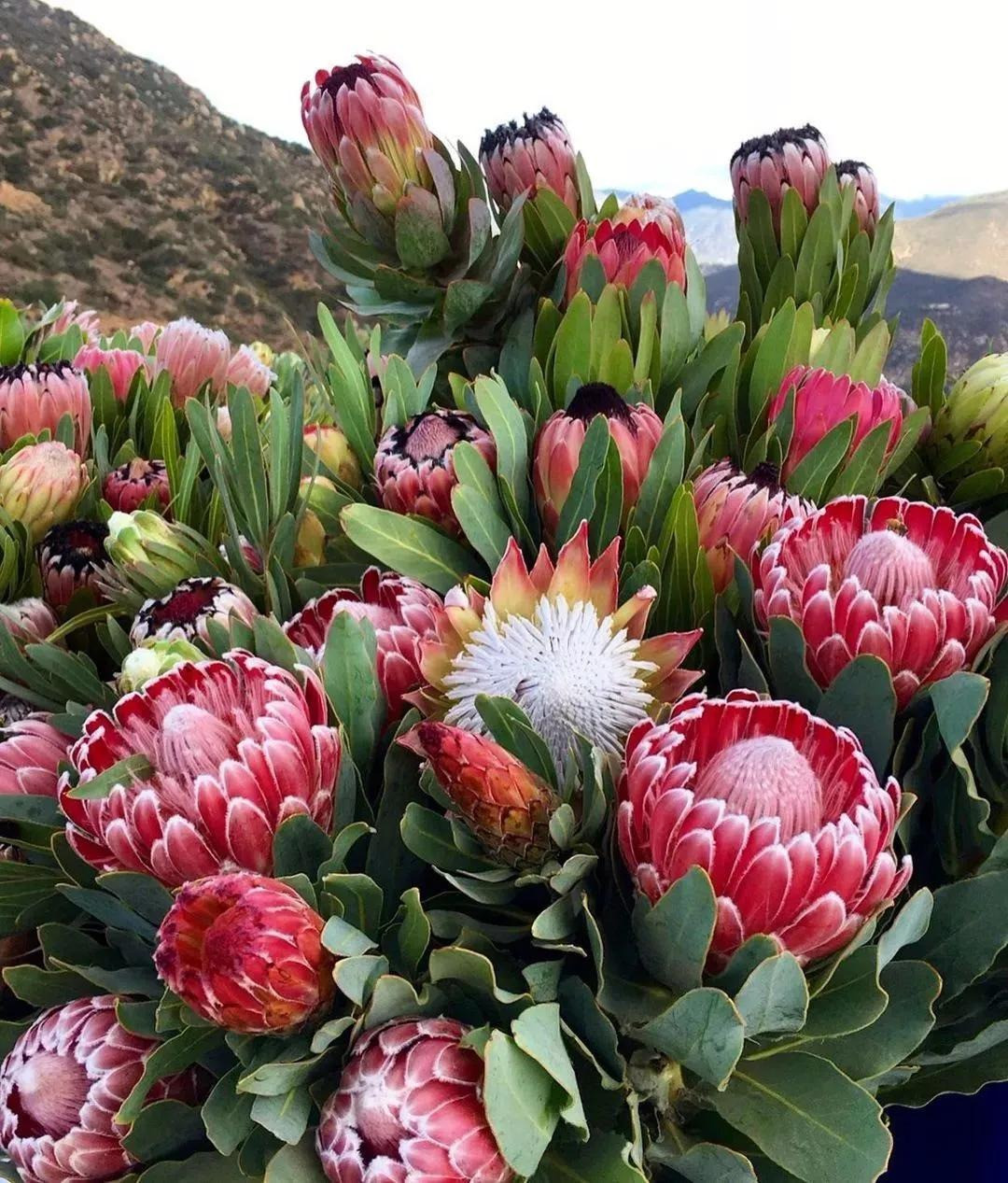 Cây cảnh này có nguồn gốc từ Nam Phi, là một loại cây bụi thường xanh lâu năm, nhiều thân. Nó được mệnh danh là: “hoa tươi cắt cành sang trọng và đẹp nhất thế giới”. Loài hoa này được nhập khẩu và bán ở Việt Nam vào dịp Tết trong vài năm trở lại đây. Đương nhiên, giá thành của loài hoa này không rẻ.