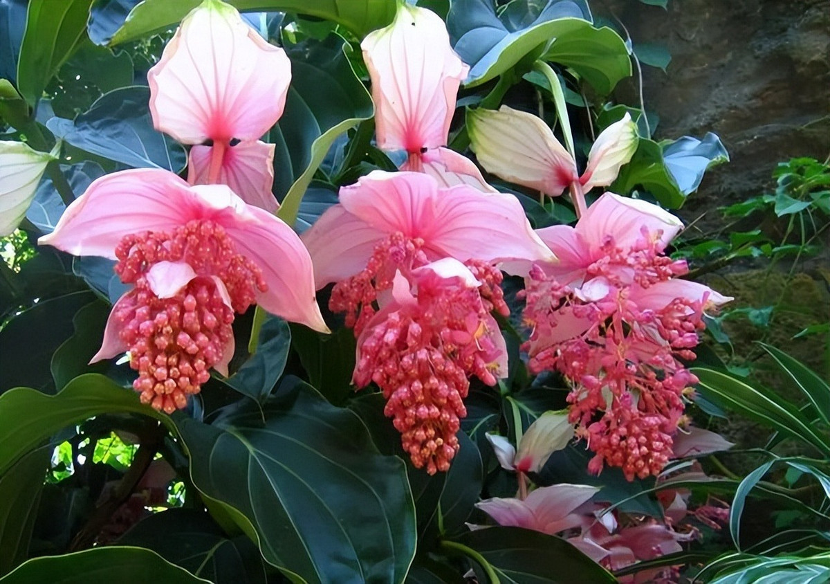 1. Hòn ngọc viễn đông: Hòn ngọc viễn đông hay còn gọi là chúc đài, hồng ngọc, mua leo, đèn lồng hoa sen. Tên tiếng Anh của cây cảnh này là Medinilla magnifica hay showy medinilla hoặc rose grape, tên khoa học là Medinilla magnifica, thuộc gia đình họ Melastomataceae, có nguồn gốc tại Philippines.