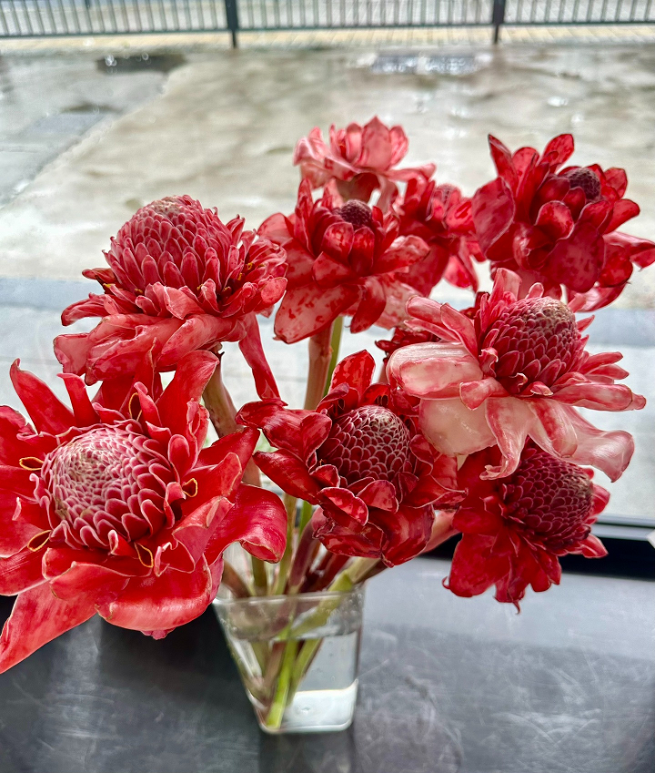 Cây có thể mọc rất cao, lá to hơn và mép lượn sóng, giống như những chiếc lông vũ lớn màu xanh lá cây, nhẹ nhàng và thanh nhã. Khi nở, hoa to, mảnh và nhiều màu sắc, giống như những ngọn đuốc đang cháy, còn gọi cái tên nôm na là "đuốc gừng".