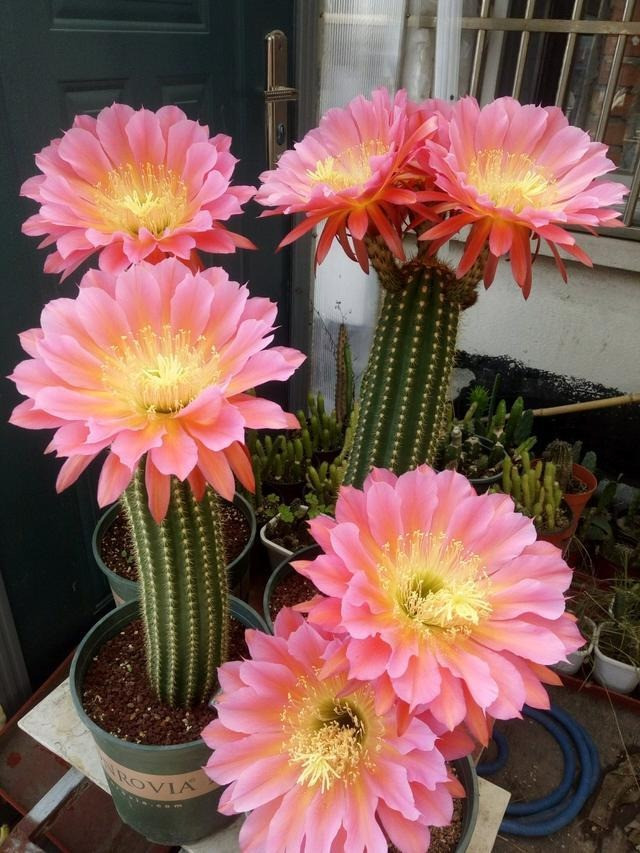 Trong phong thủy, người ta thường kiêng đặt xương rồng trong nhà, do đó, bạn có thể đặt xương rồng ở ban công, ngoài hiên. Điều này giúp ngăn chặn các luồng khí xấu vào nhà, xua đuổi xui xẻo, mang lại vận khí tốt cho gia đình.