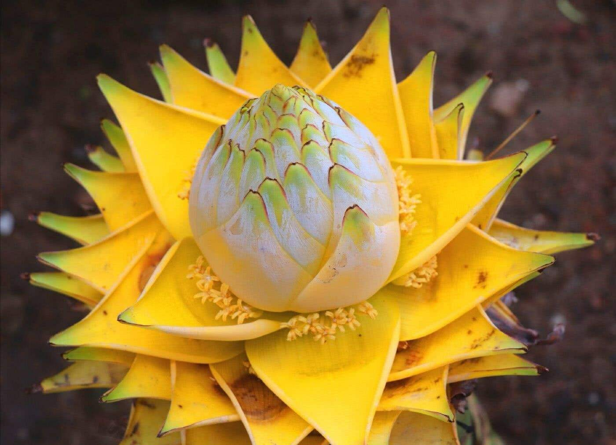 4. Chuối tài lộc: Chuối tài lộc (chuối sen, sen vàng) là một loài chuối cảnh thuộc họ chuối hoa lan Lowiaceae. Khi nở, đóa hoa màu vàng khổng lồ mọc lên từ giữa thân có hình dáng giống như hoa sen, nhìn rất hấp dẫn và huyền bí.