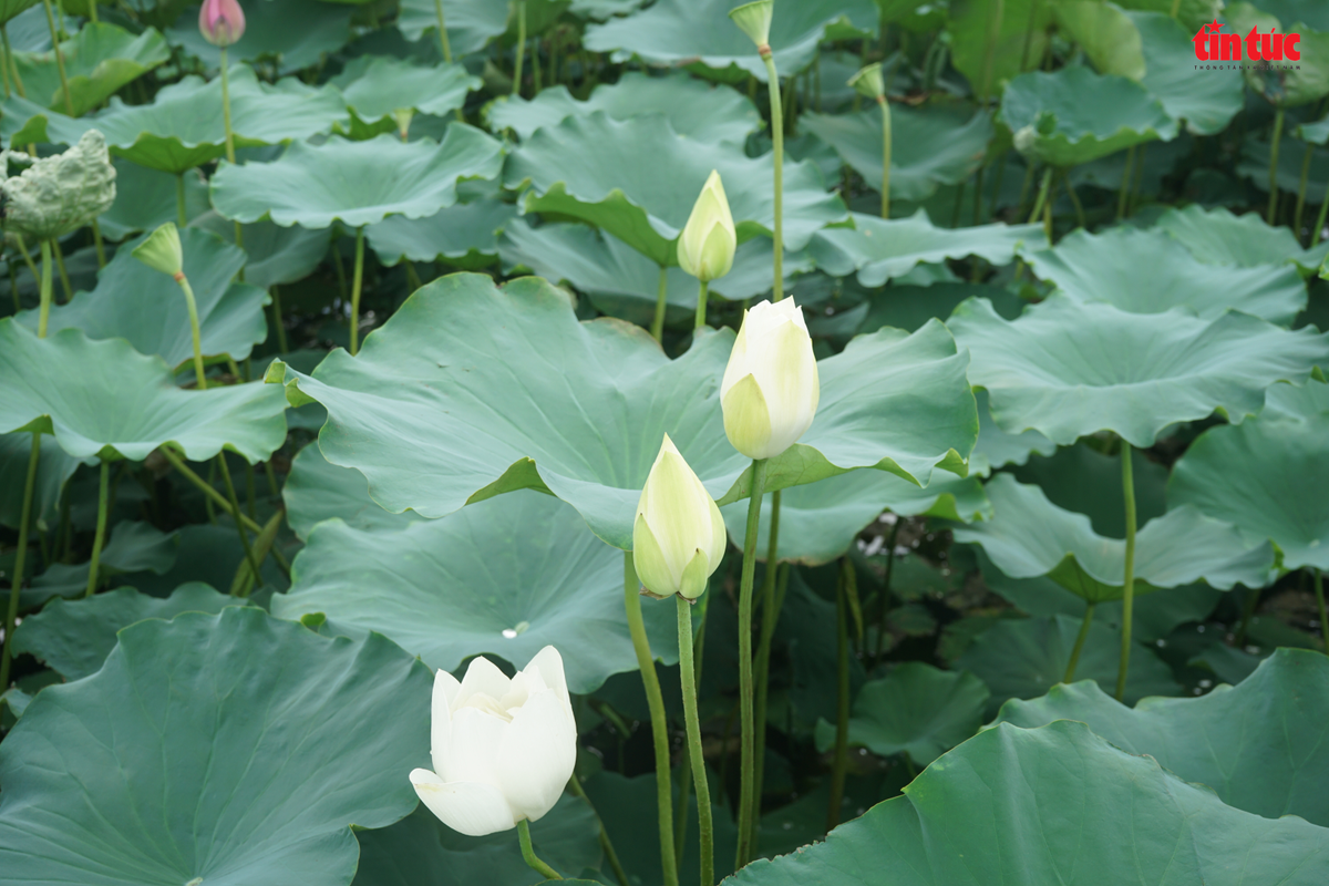 Ngoài sen hồng, nhiều đầm trồng đan xen hoa sen trắng.