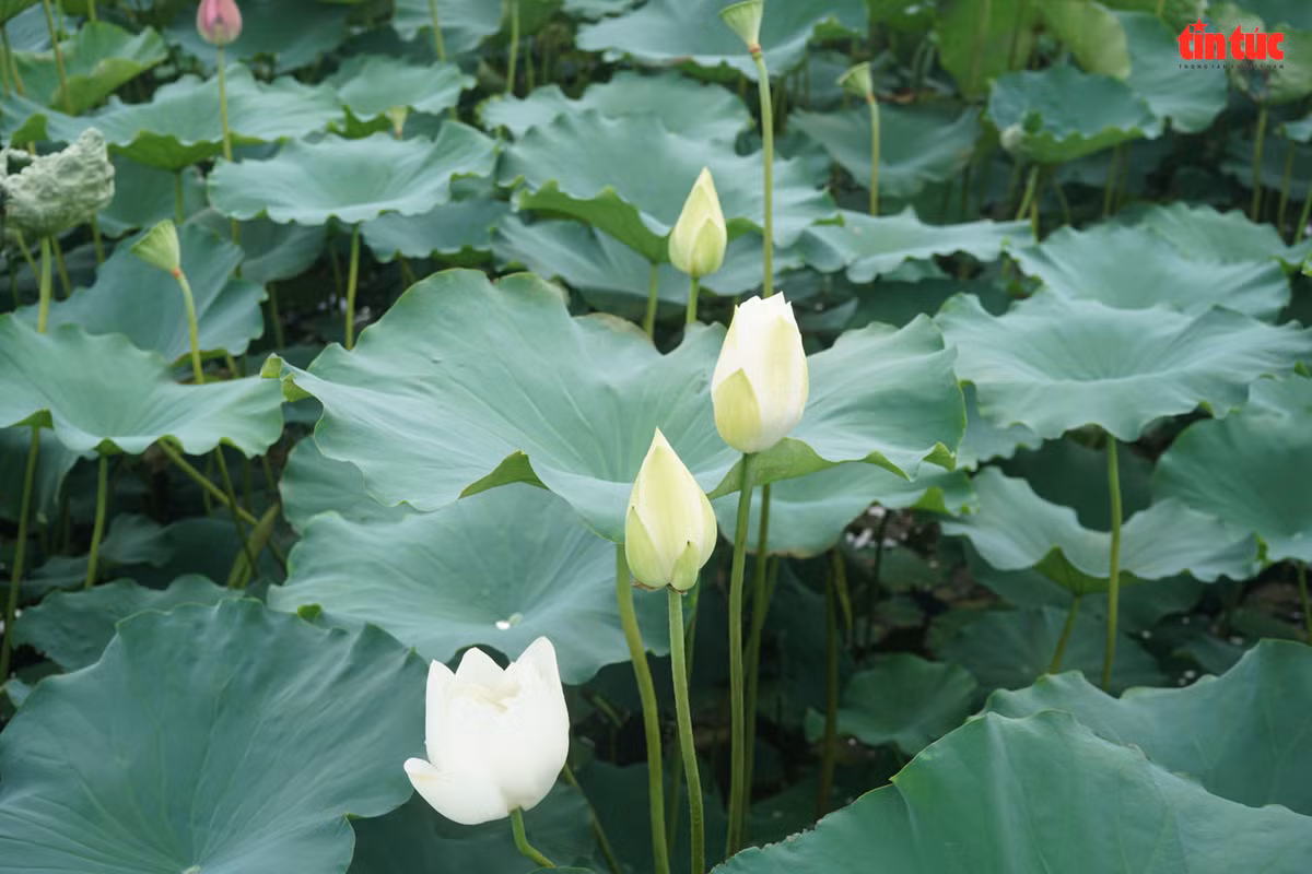 Ngoài sen hồng, nhiều đầm trồng đan xen hoa sen trắng.