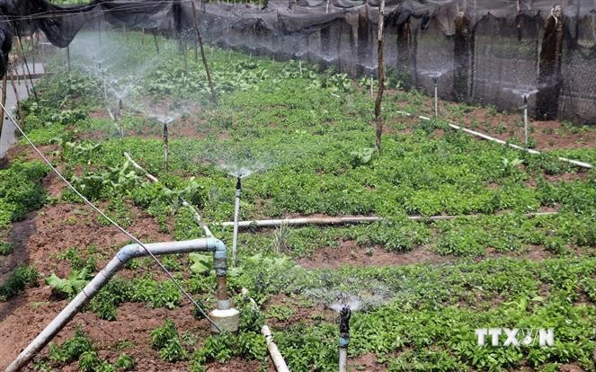 Han man, nong dan Tien Giang van thu 300 trieu/ha nho trong rau VietGAP