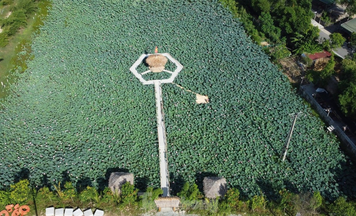 Theo đánh giá, đối với trồng sen lấy hạt, người nông dân có thể cho thu nhập từ 120 - 150 triệu đồng/ha.