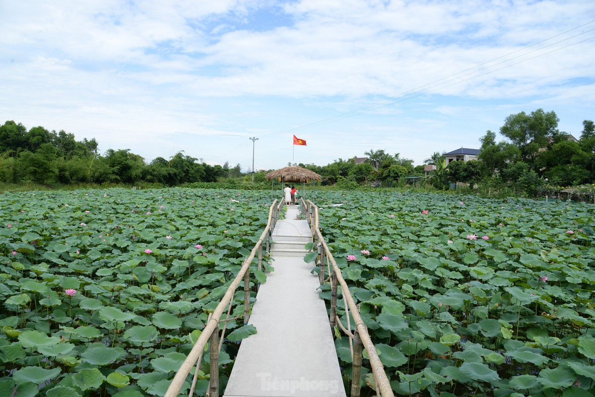Theo anh Tuấn, sen trồng ở đây thuộc giống sen hồng Bách Diệp. Ngoài việc tạo cảnh quan đẹp, những sản phẩm được thu hoạch từ mô hình sẽ bán cho HTX Hào Thành tạo nên những sản phẩm như trà sen, rượu sen, mứt sen...