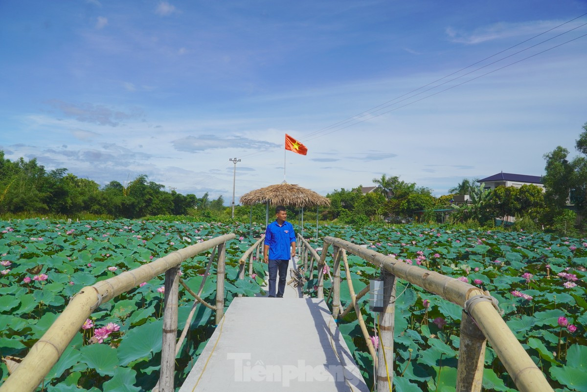 Những cây cầu tre đơn sơ dẫn khách ra đầm sen để chiêm ngưỡng vẻ đẹp của sen vào mùa hoa nở.