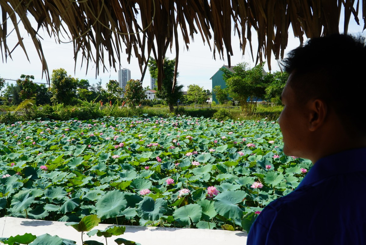 "Mô hình này mục đích chính là làm đẹp cho thành phố và cũng mang lại giá trị kinh tế. Dịp này, mỗi ngày nơi đây đón hàng trăm lượt khách đến tham quan, chụp ảnh. Ngoài mô hình sen, cạnh đó chúng tôi cũng xây dựng farm để giới thiệu, quảng bá những sản phẩm được làm từ sen", anh Tuấn nói.
