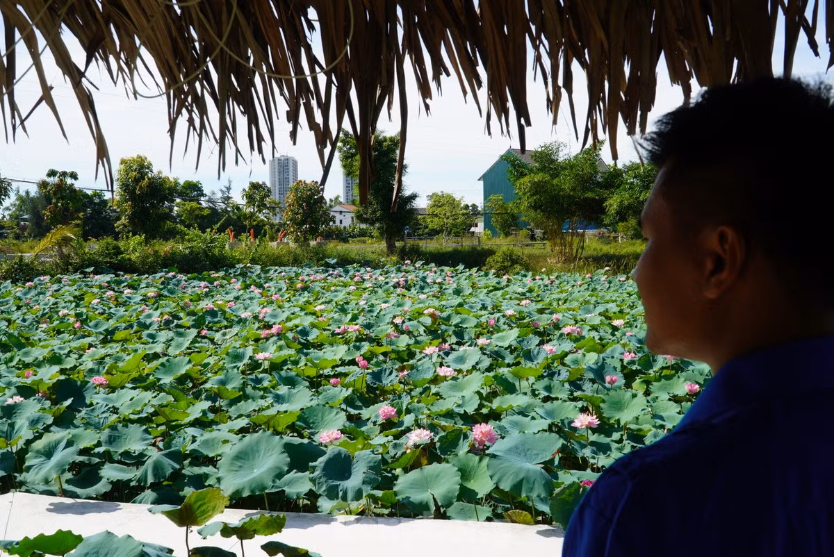 "Mô hình này mục đích chính là làm đẹp cho thành phố và cũng mang lại giá trị kinh tế. Dịp này, mỗi ngày nơi đây đón hàng trăm lượt khách đến tham quan, chụp ảnh. Ngoài mô hình sen, cạnh đó chúng tôi cũng xây dựng farm để giới thiệu, quảng bá những sản phẩm được làm từ sen", anh Tuấn nói.