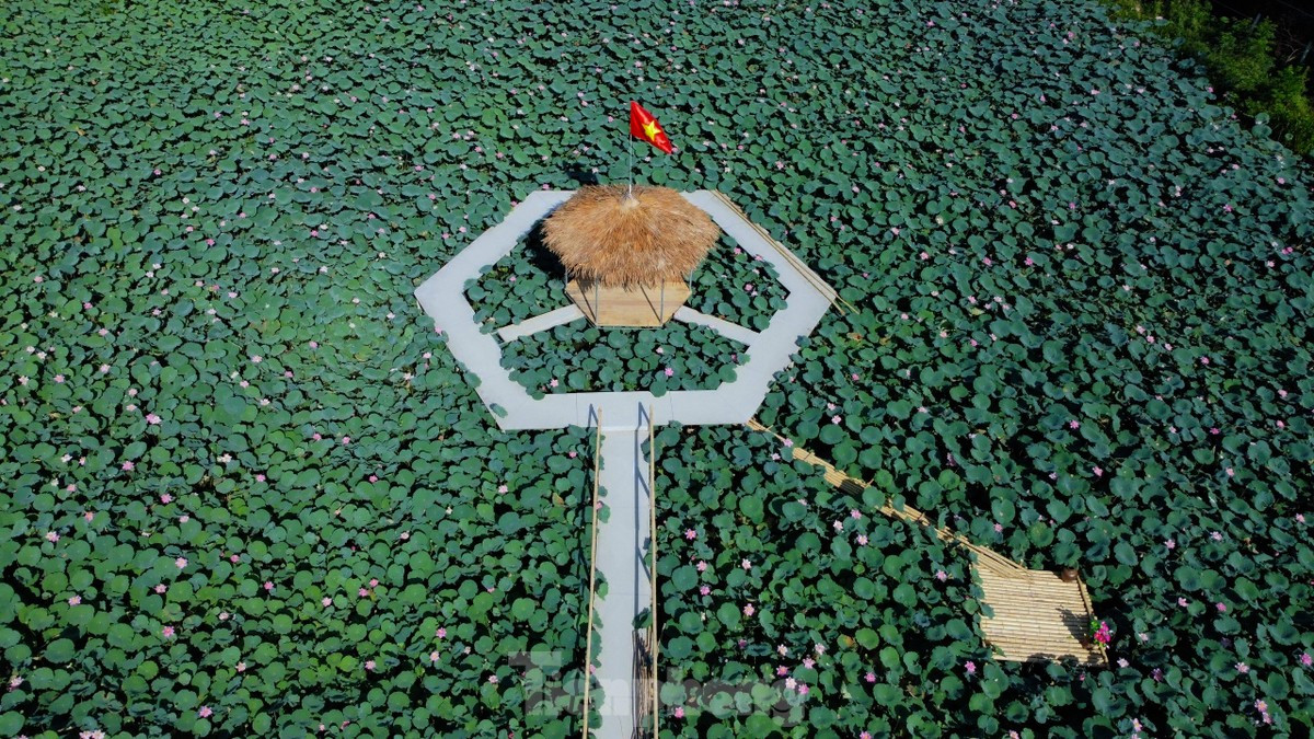 Tại đầm sen cũng được thả nuôi thủy sản phía dưới đầm. Khi thu hoạch sen xong, đến mùa sẽ thu hoạch cá bán cho các nhà hàng. Nơi đây từng là đầm lầy, nay đã "biến" thành đầm sen vô cùng đẹp mắt.