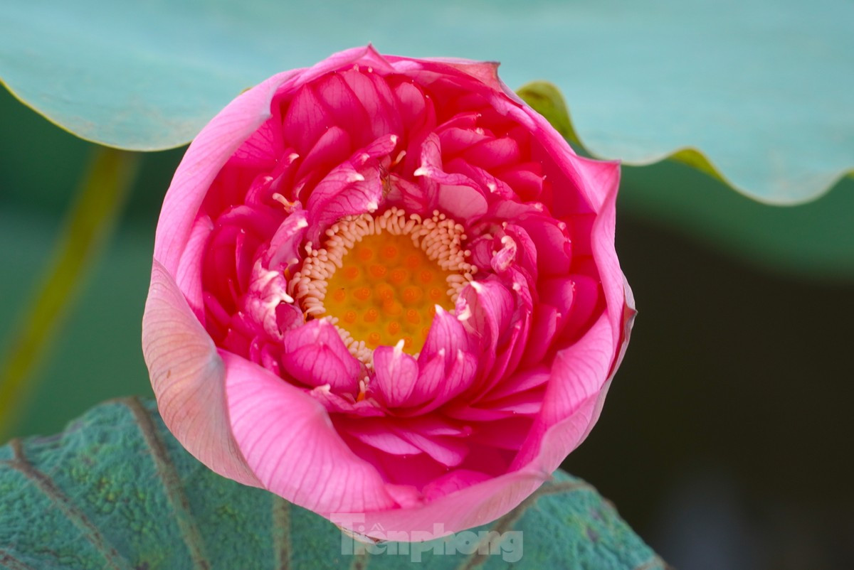  Sen ở Hà Tĩnh nở rộ vào tháng 6. Trên đầm sen rộng, những đoá sen đua nhau nở làm xao xuyến lòng người khi ngắm nhìn.