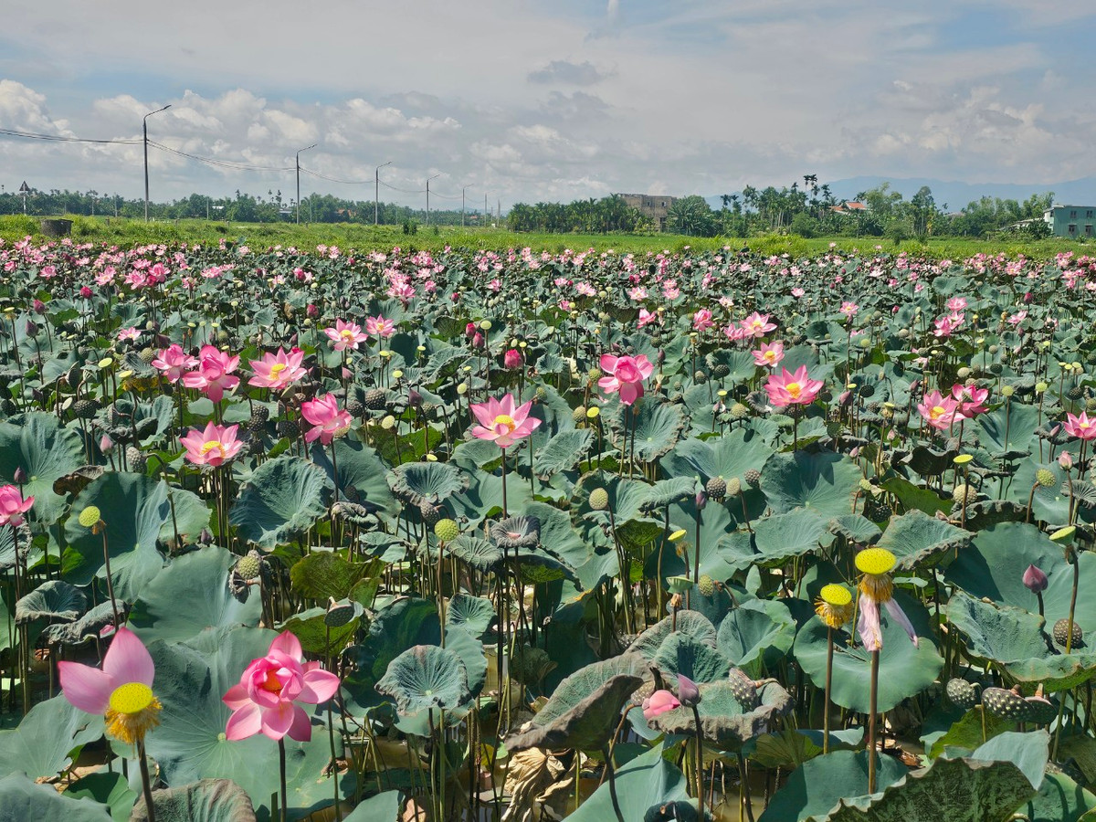 Hè về, không khó để bắt gặp những cánh đồng sen nở rộ trên địa bàn Quảng Nam, khiến du khách không nỡ rời bước.