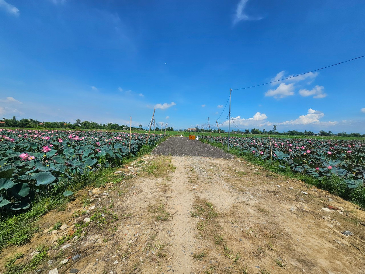 Quang cảnh yên bình tại đầm sen ở thôn Phong Lục Đông, xã Điện Thắng Nam, Điện Bàn, Quảng Nam.