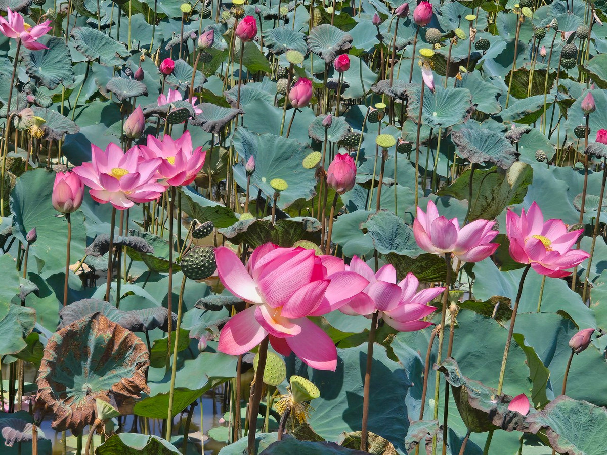 Theo người dân địa phương, nơi đây trước kia vốn là ruộng trồng lúa, nhưng canh tác không có hiệu quả nên mọi người chuyển sang trồng sen.