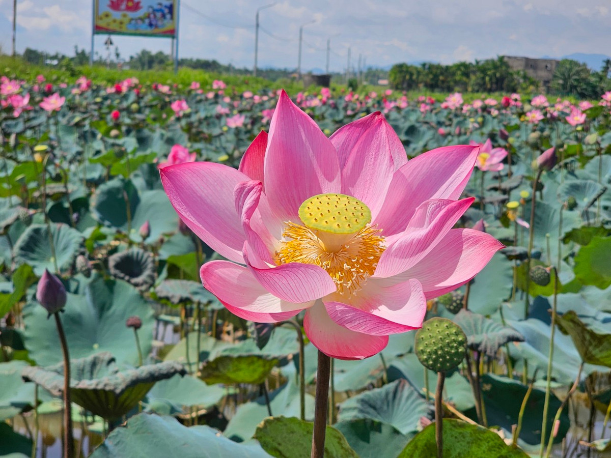 Thời điểm đẹp nhất để ngắm và chụp ảnh hoa sen là từ 6-9 giờ sáng.