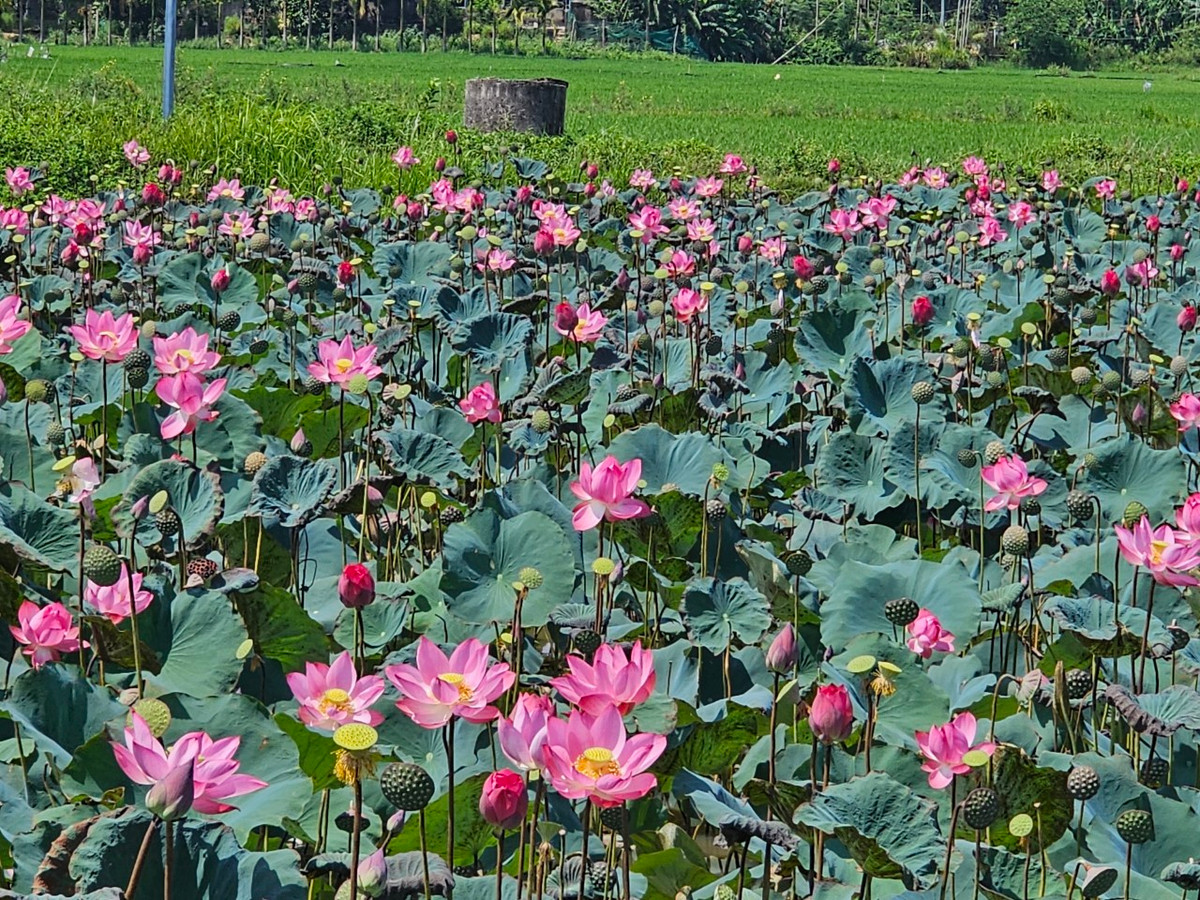 Người dân thôn Phong Lục Đông trồng xen kẽ sen và lúa để tăng thu nhập. Đài sen, hạt sen... đều được thương lái thu mua.