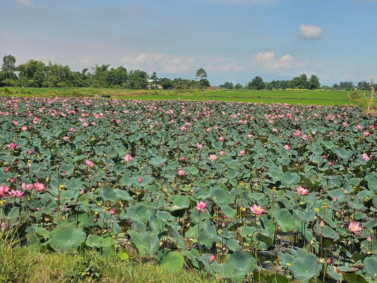 Mùa sen ở Quảng Nam bắt đầu nở rộ từ tháng 4 đến tháng 7 hằng năm, xen giữa những cánh đồng lúa xanh mướt.