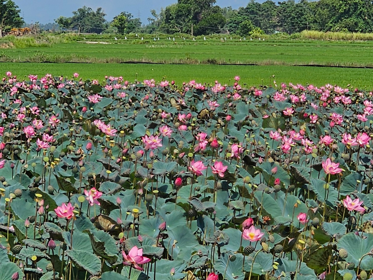 Chị Minh Trang, đến từ Đà Nẵng, cho biết rất thích khung cảnh thanh bình nơi các đầm sen đang vào mùa nở rộ.