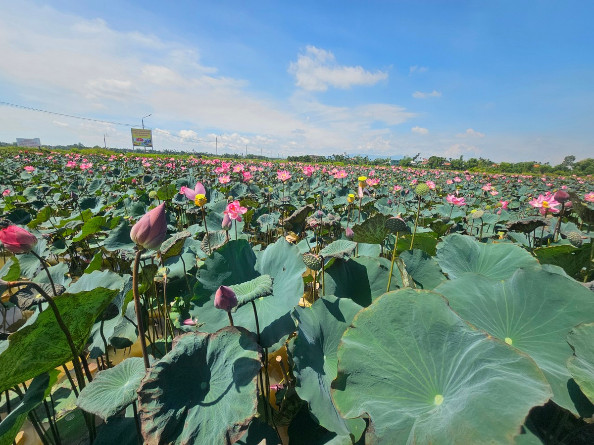Đây cũng là địa điểm du lịch sinh thái thu hút du khách từ các vùng lân cận như Đà Nẵng, Hội An, Tam Kỳ.
