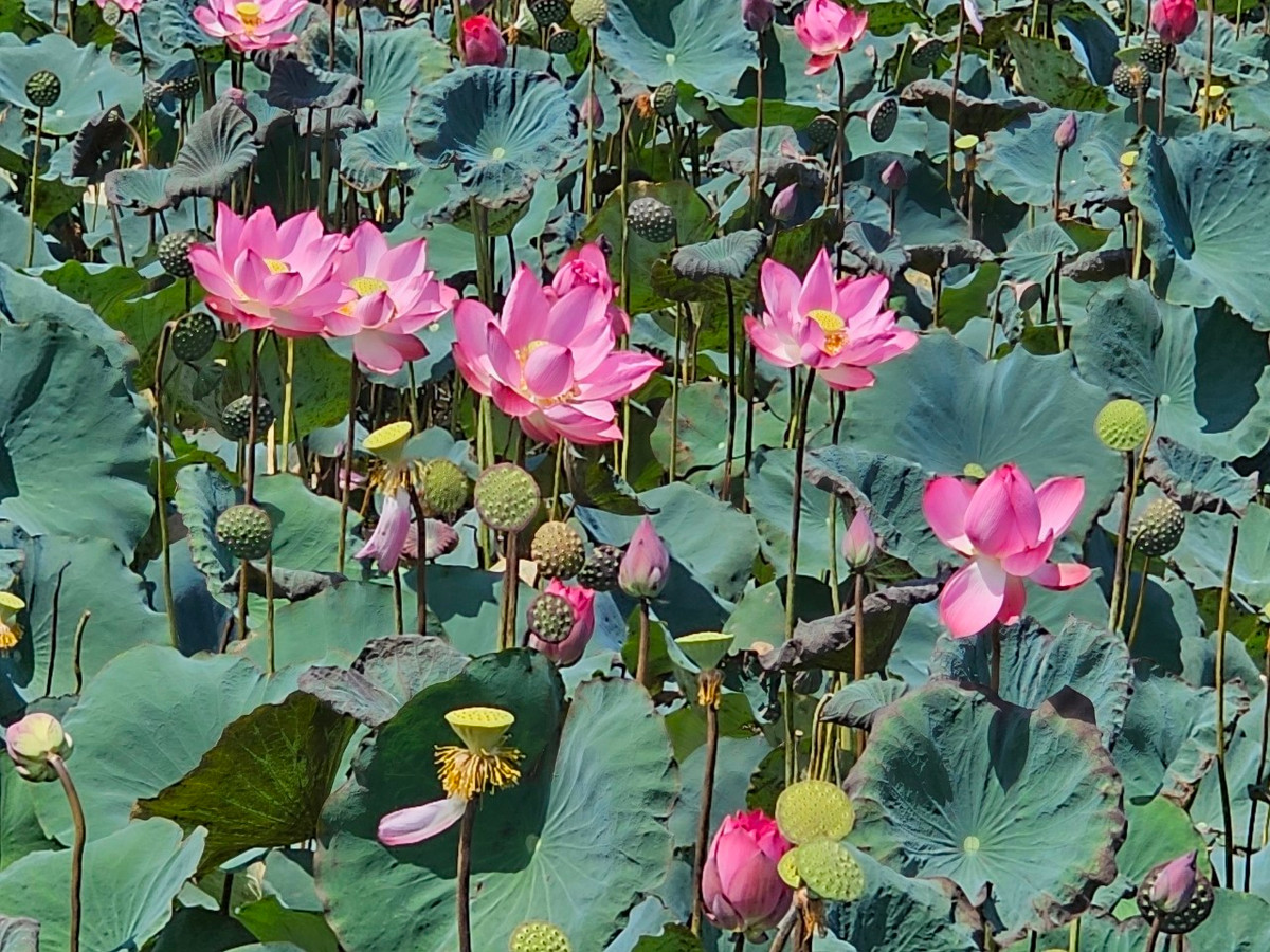 Những đóa sen bung nở rực rỡ giúp làm dịu cái nắng gay gắt của ngày hè.