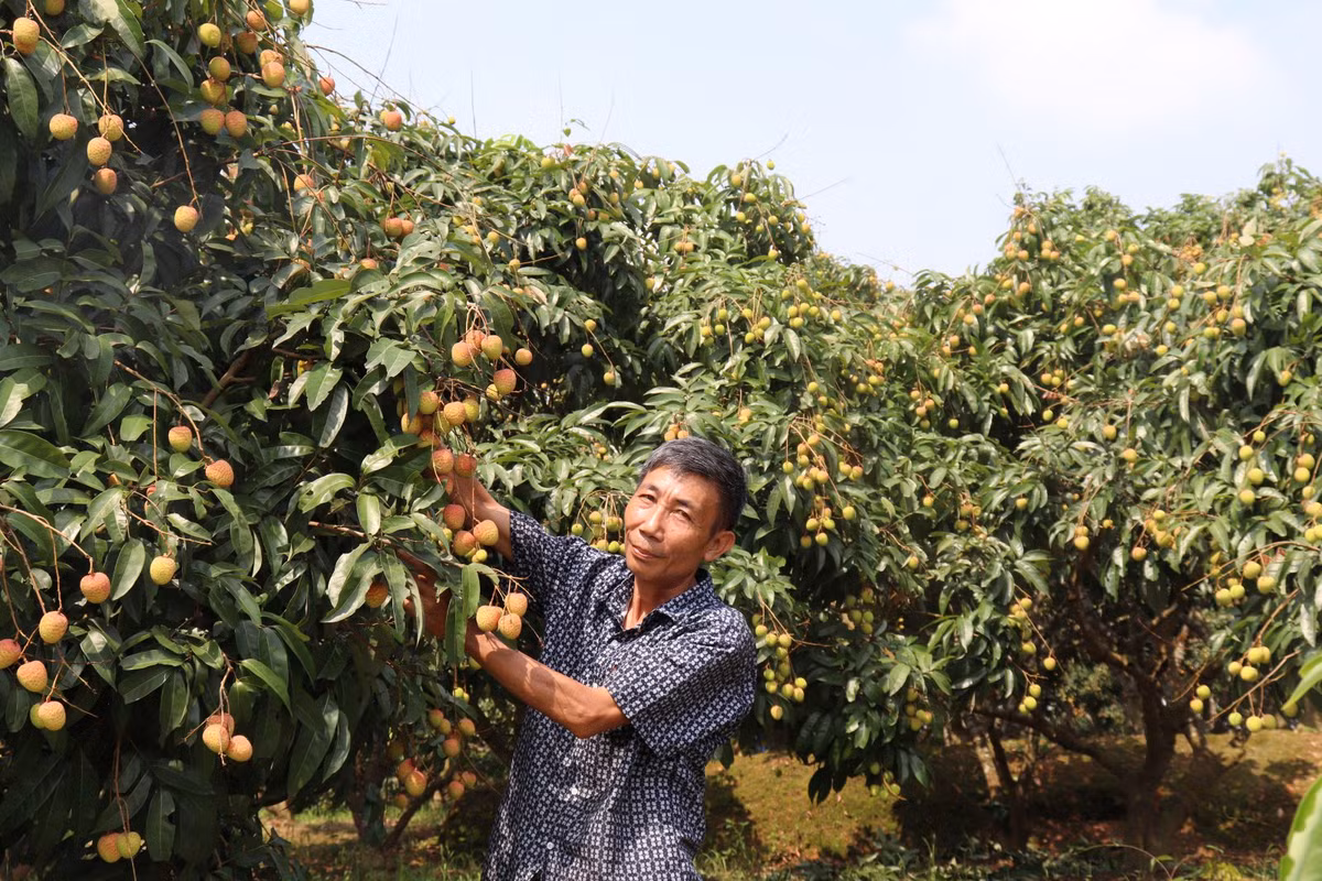 Bí quyết trồng vải thiều của ông nông dân ở Bắc Giang Bi quyet trong vai thieu cua ong nong dan o Bac Giang
