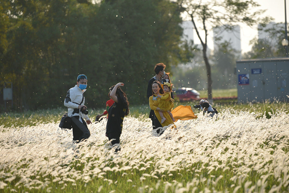 Cỏ lau đặc biệt khoe sắc vào cuối giờ chiều khi bông lau nở bung cùng với ánh nắng chiều giúp cánh đồng lau có màu sắc ảo diệu.