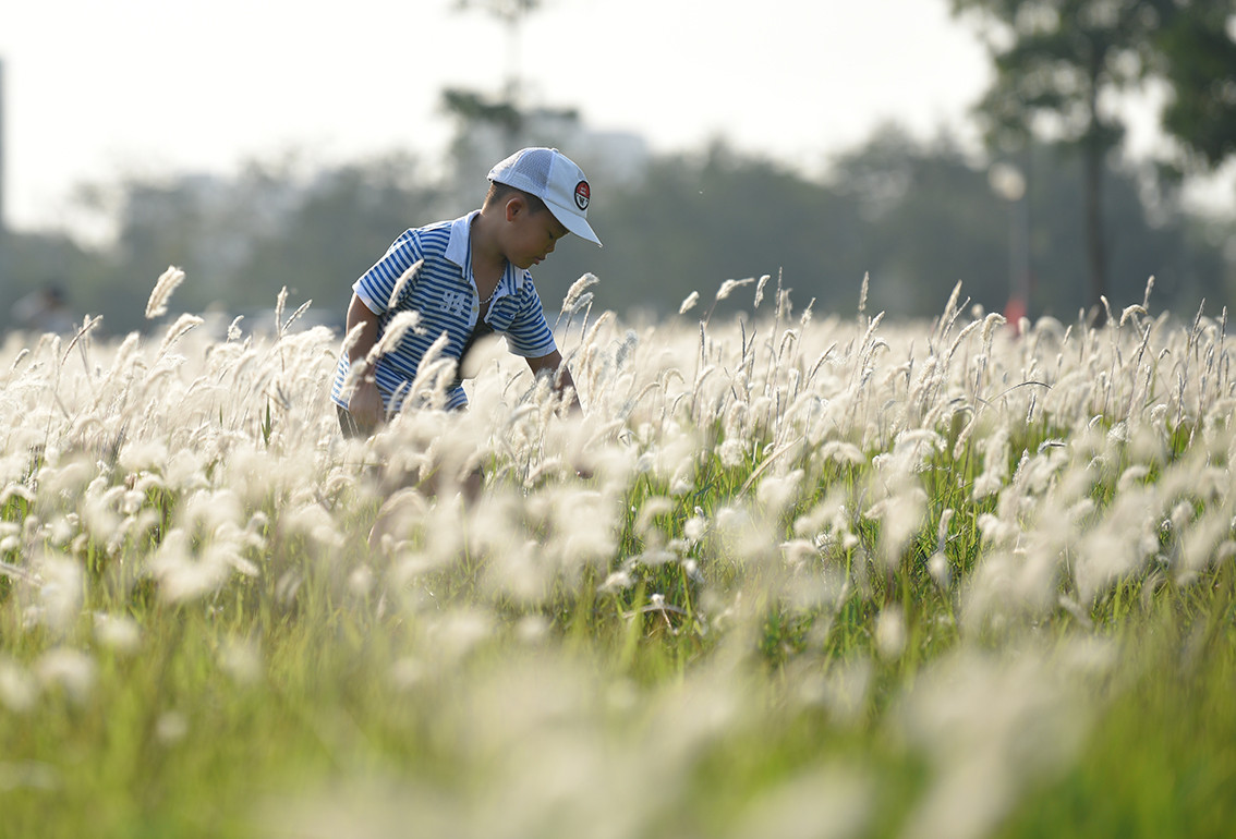 Càng chiều lòng người hơn khi đây cũng là thời điểm các bông cỏ lau nở rộ.
