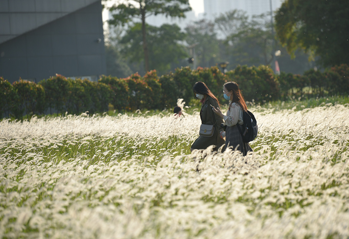 Những thảm lau trắng tại khoảng đất rộng khiến nhiều người đi qua phải níu chân lại.