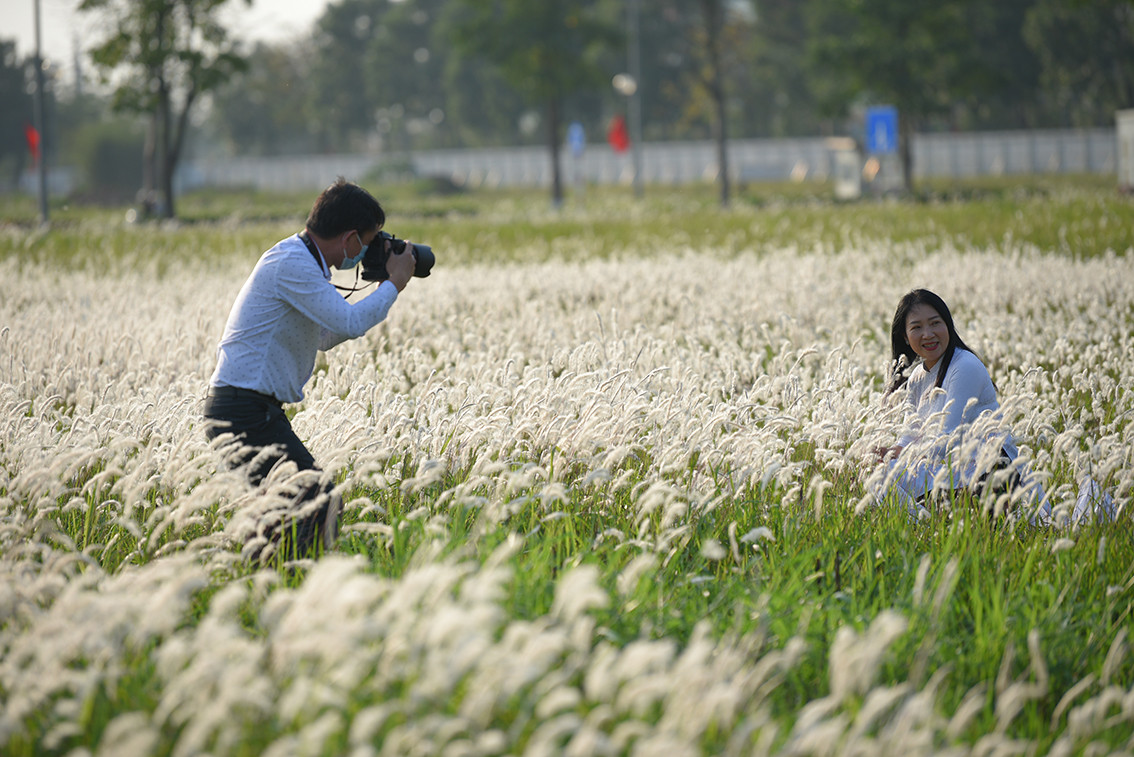 Tại khu vực Ngoại Giao đoàn (Bắc Từ Liêm, Hà Nội) đã bất ngờ xuất hiện một bãi cỏ lau rộng hàng nghìn mét vuông.