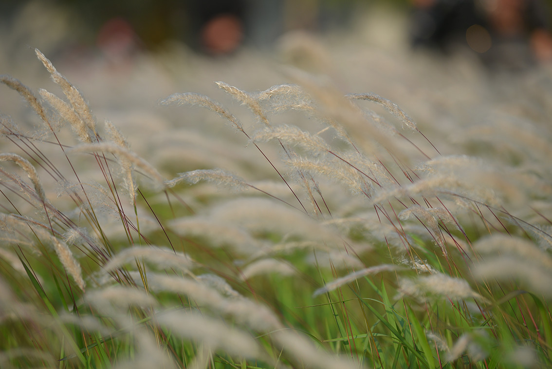 Những bông lau nhẹ nhàng khoe sắc dưới nắng.
