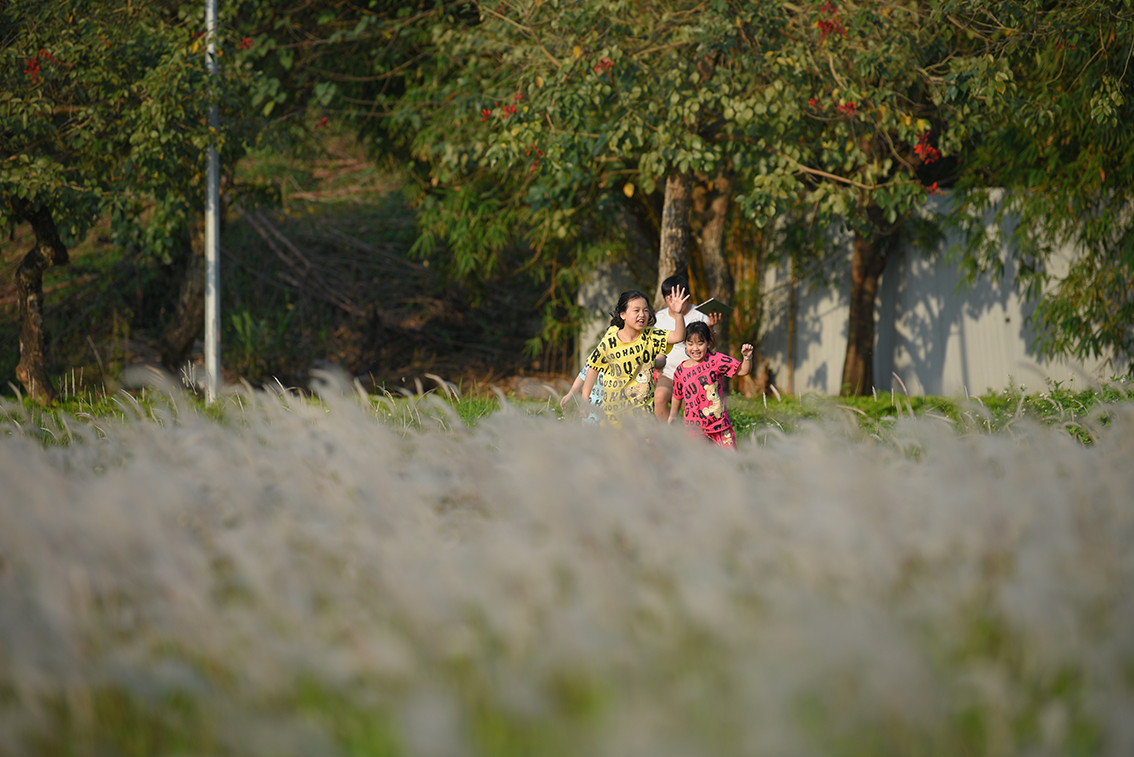 Các em nhỏ thoải mái nô đùa trên cánh đồng lau.