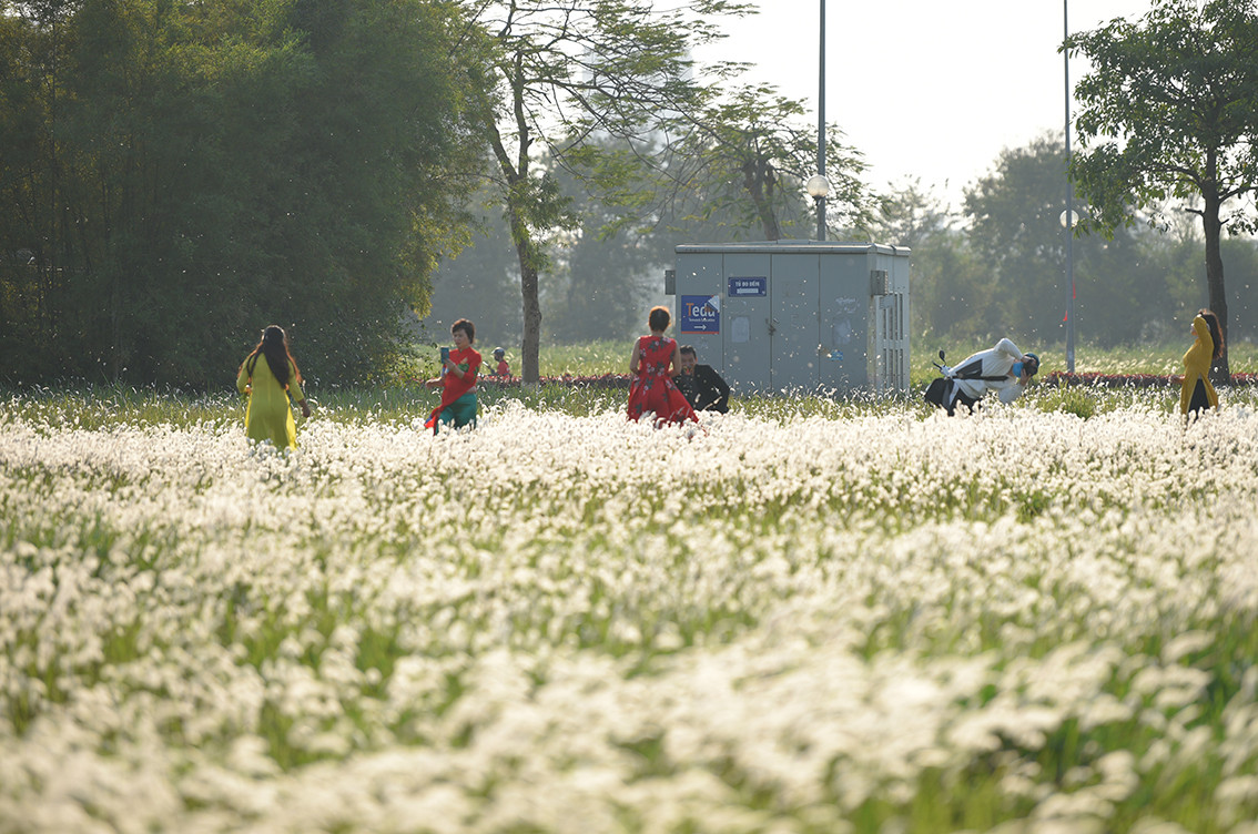 Khu đất trống tại đây đẹp mê hồn khi trở thành một thảm cỏ lau rộng vô tận.