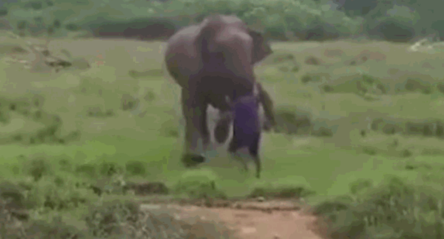 Video: Cố gắng “thôi miên” voi, người đàn ông nhận cái kết kinh hoàng Video: Co gang “thoi mien” voi, nguoi dan ong nhan cai ket kinh hoang