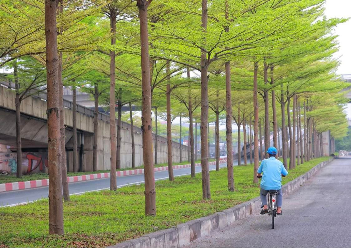 Đây là loại cây tán tròn, nhiều tầng, vòm tán của giống cây này tuy không quá lớn nhưng lại xếp thành nhiều tầng lớp đều đặn rất đẹp mắt, vừa tạo bóng mát, phù hợp với thời tiết Thủ đô, vừa mang giá trị về thẩm mỹ.