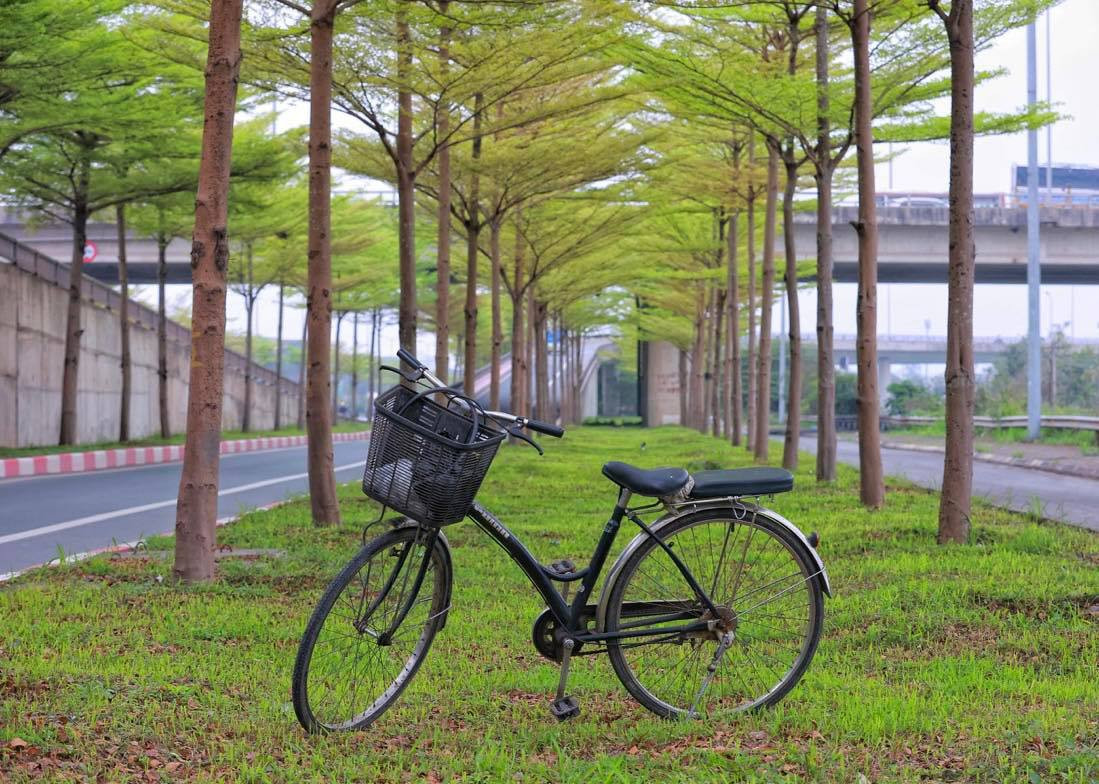 Những tuyến đường với hàng cây tuyệt đẹp sẽ là điểm dừng chân thú vị trong hành trình khám phá Thủ đô.