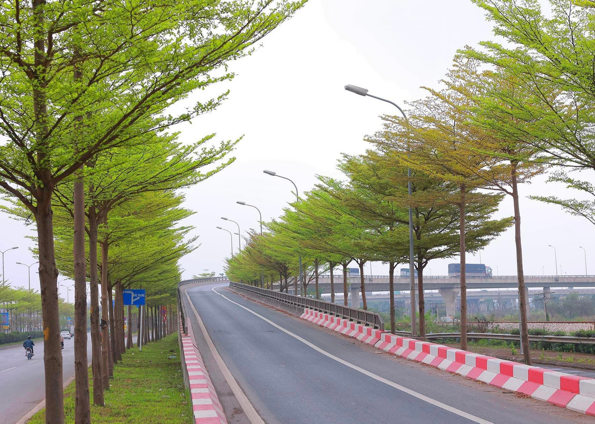 Vài năm gần đây, cây bàng Đài Loan hay bàng lá nhỏ được trồng tại thành phố Hà Nội thay cho cây phong lá đỏ nhằm đem đến diện mạo mới lạ cho nhiều tuyến đường của Thủ đô.