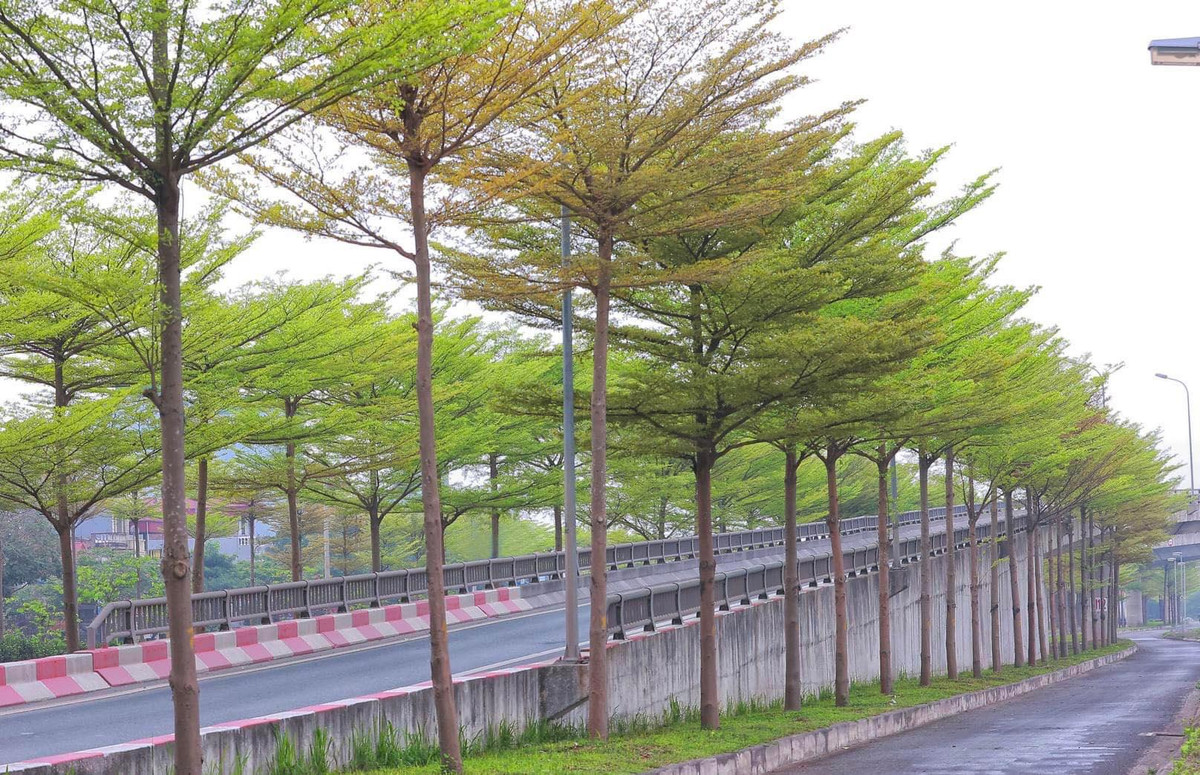 Bàng Đài Loan thuộc loại cây gỗ nhỏ, có thân cao từ 10 đến 20 mét, vỏ cây có màu nâu nhạt.