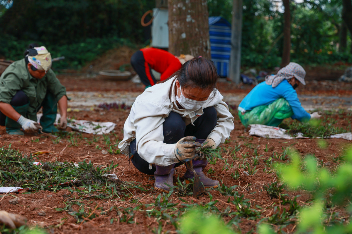 Hiện tại, công tác chuẩn bị đạt 80% tiến độ, nhiều hạng mục đang được gấp rút hoàn thiện giai đoạn cuối, kịp hoàn thành để khai trương tuyến phố đi bộ vào dịp nghỉ lễ 30/4 - 1/5.