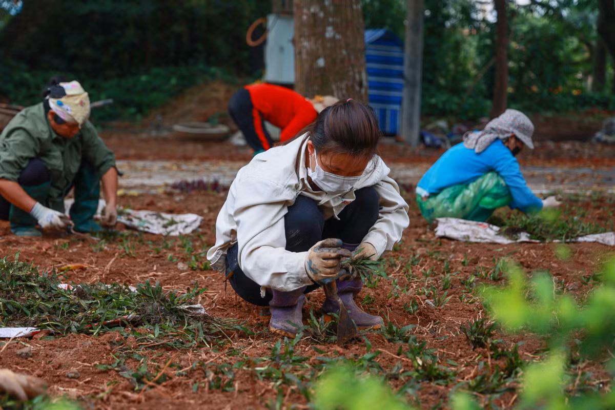 Hiện tại, công tác chuẩn bị đạt 80% tiến độ, nhiều hạng mục đang được gấp rút hoàn thiện giai đoạn cuối, kịp hoàn thành để khai trương tuyến phố đi bộ vào dịp nghỉ lễ 30/4 - 1/5.